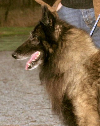 Xyeno van 't hof naddan